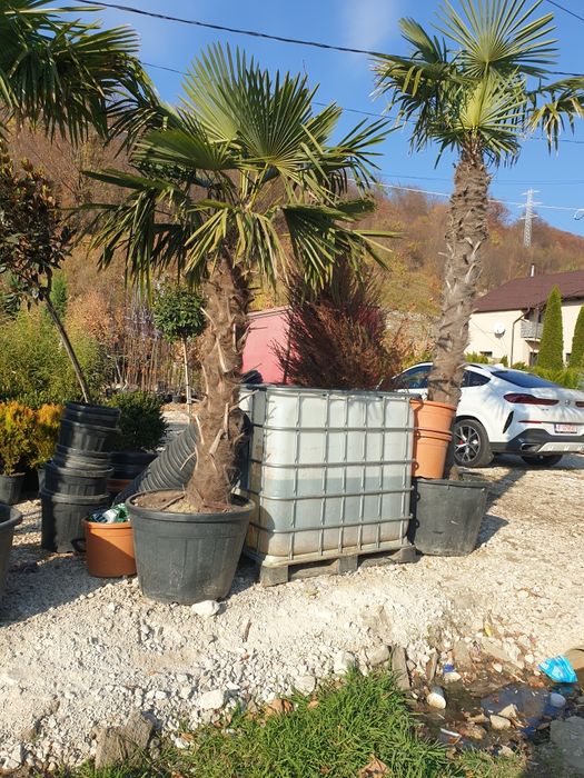 Palmieri rezistenți la frig