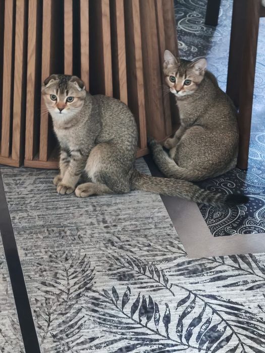 Котенок в поиск дома