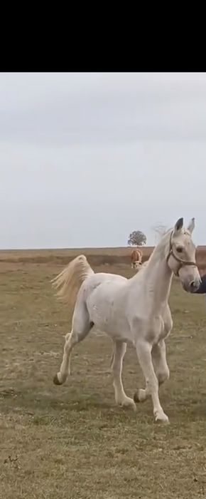 Vând  sau schimb cal pur sânge olandez 13 ani atelj și calarie