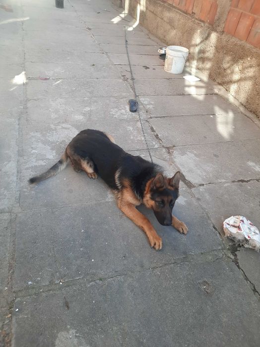 Немска овчарка ЧИСТОКРЪВНА