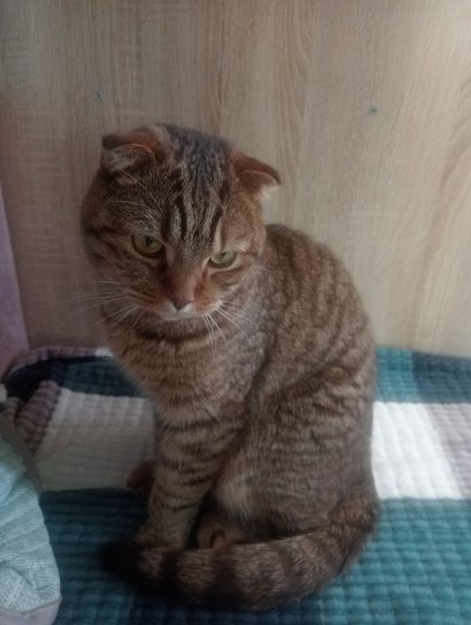 Отдам в добрые руки кота мальчика.