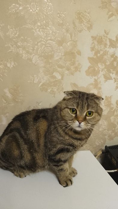 Шотландская кошечка вислоухая