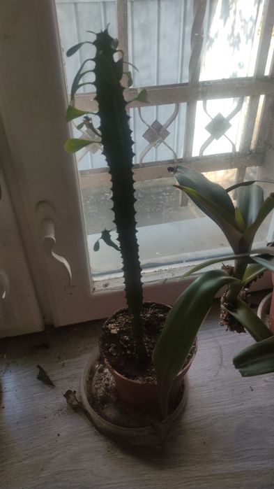 1500 комнатные растения