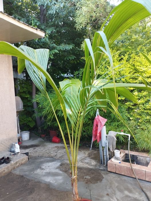 Пальма кокосовая