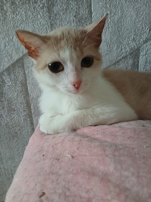 Отдам котенка  Люсю