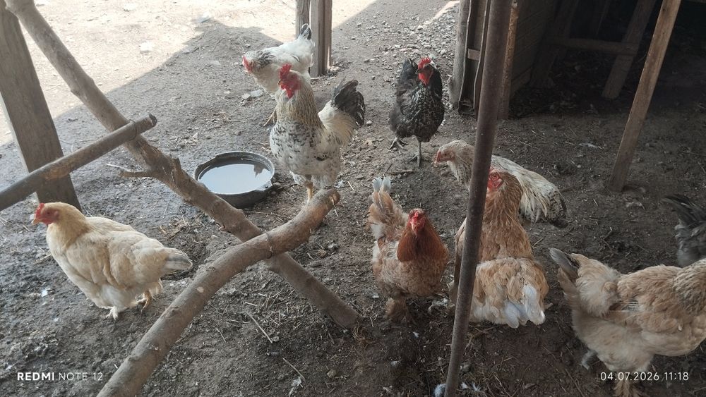 Продам кур 25 штук и петух 6штук