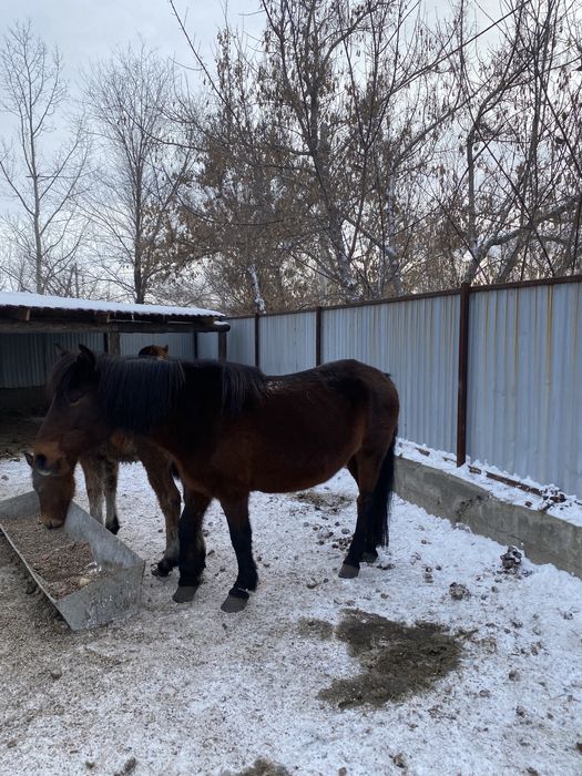 Жабағы тай полутяж