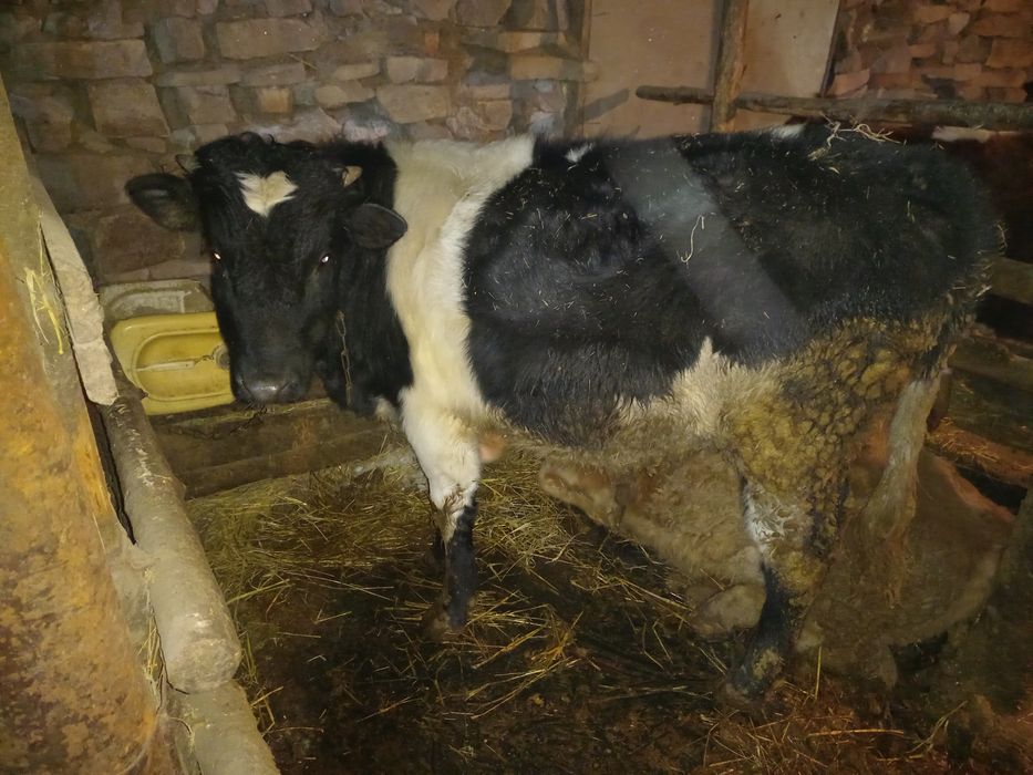 Продам быков подсосные