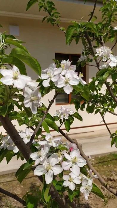 Аренда дом для студентов (Шахристан, Юнусабад, без маклера)