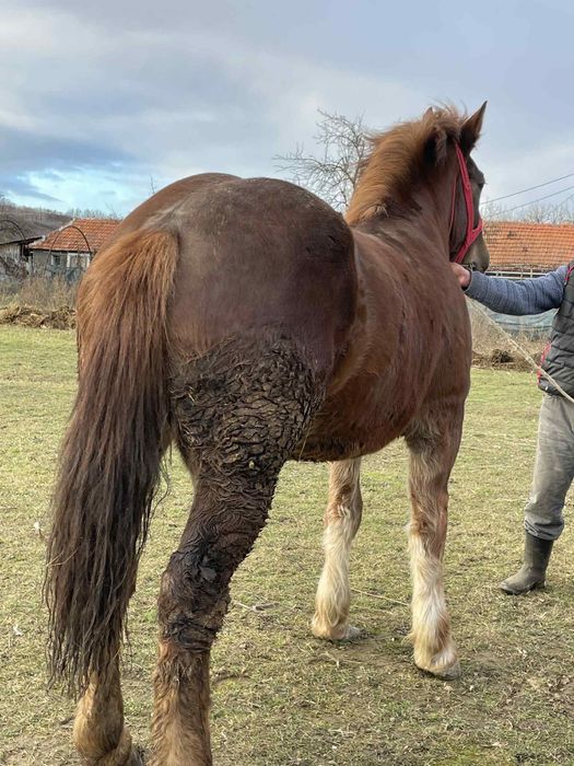 Vand manza de doi ani la primavara