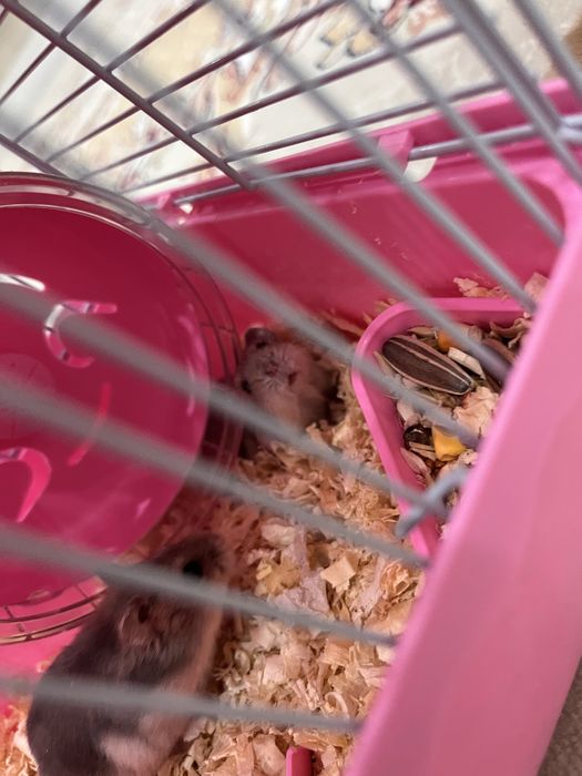 Продам хомяков джунгарских