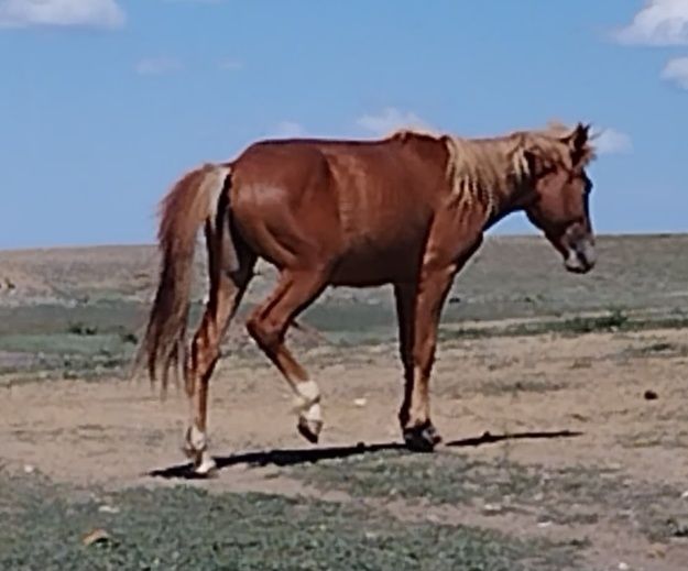 Сиыр малдарына ауыстырамын