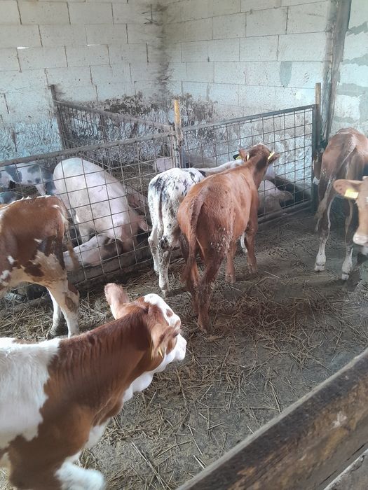 Vand viței de 2 luni