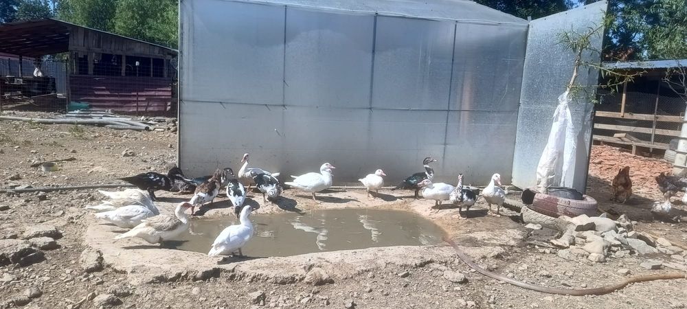 Vând rațe mute și gâște