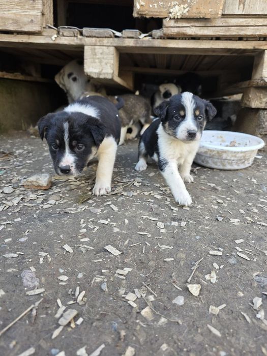 отдам в хорошие руки