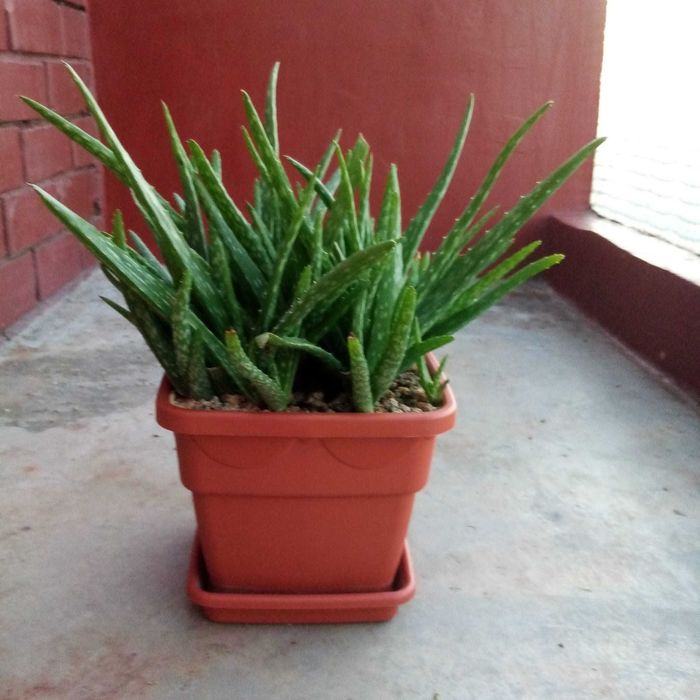 aloe vera chinensis