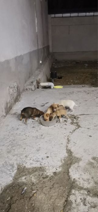 Курцхаар боллари
