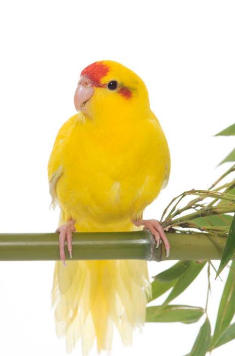 Продам попугай какарики