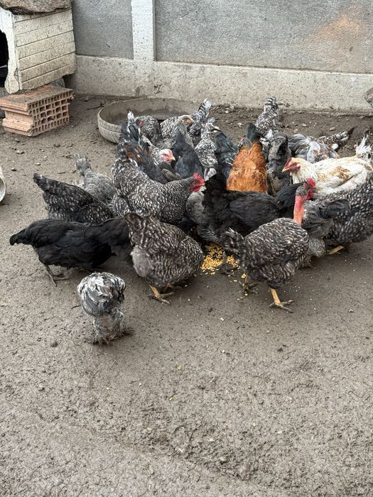Vand puicute tinere