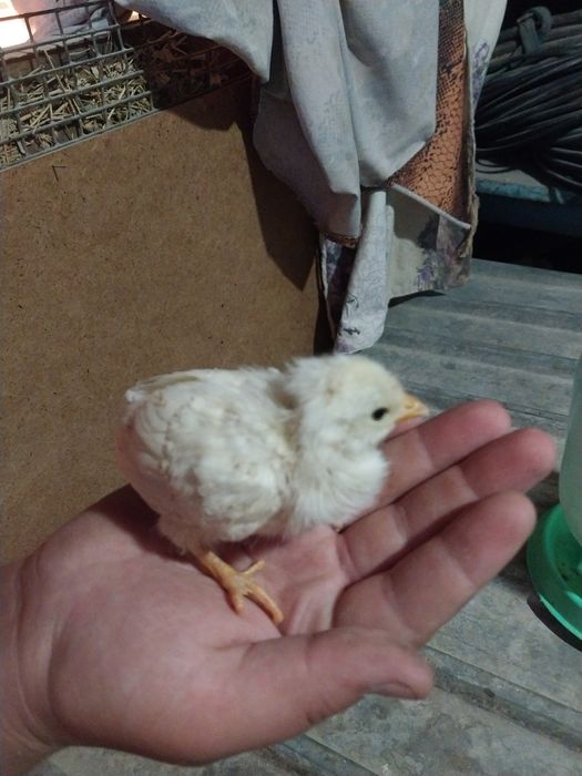 Циплята 1 2 месяца