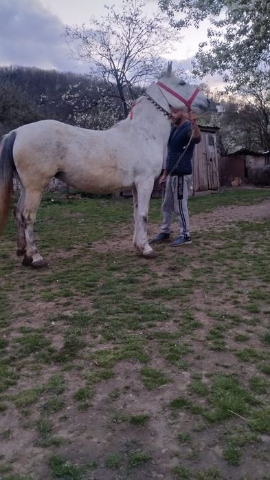 Vând o iapa garantată