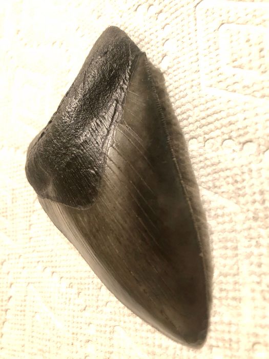 Dinte de Megalodon !!