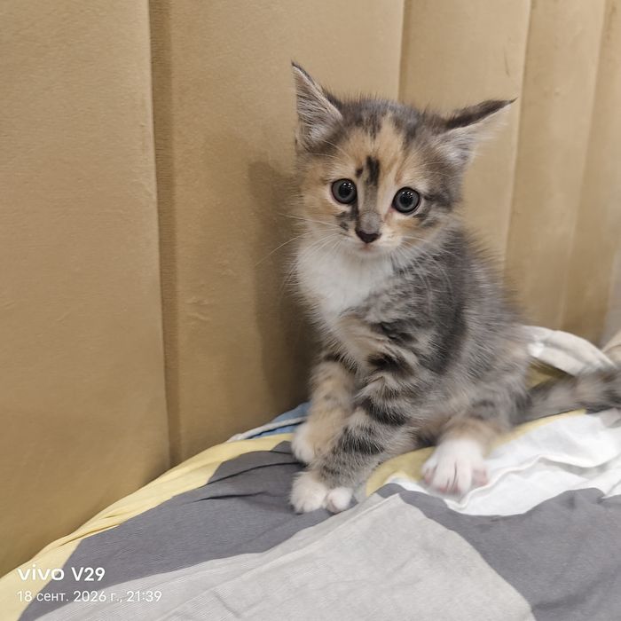 Отдам котят в добрую семью.