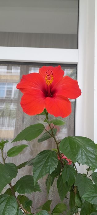 Цветы Щучий хвост