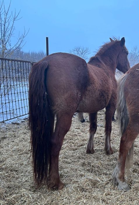 Продам глубоко жиребых кобыл