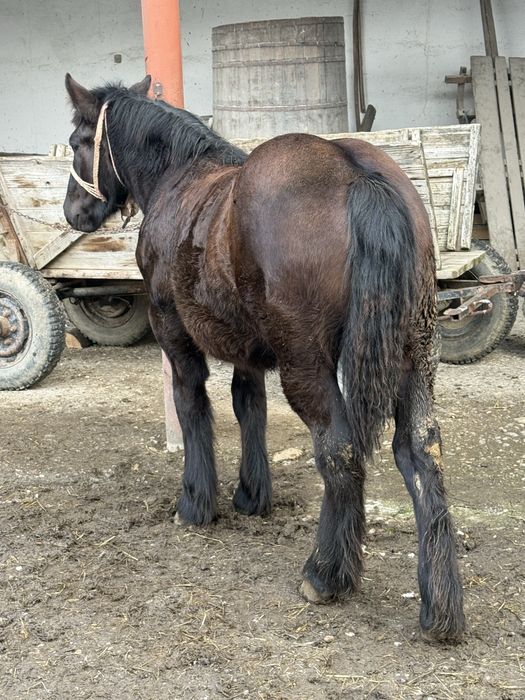 Vand manza ardeneza de 8 luni