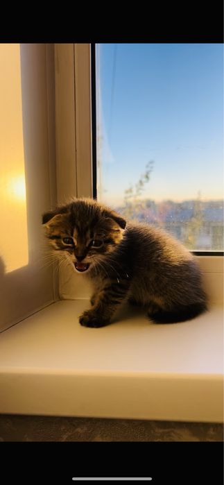 вислоухий котёнок