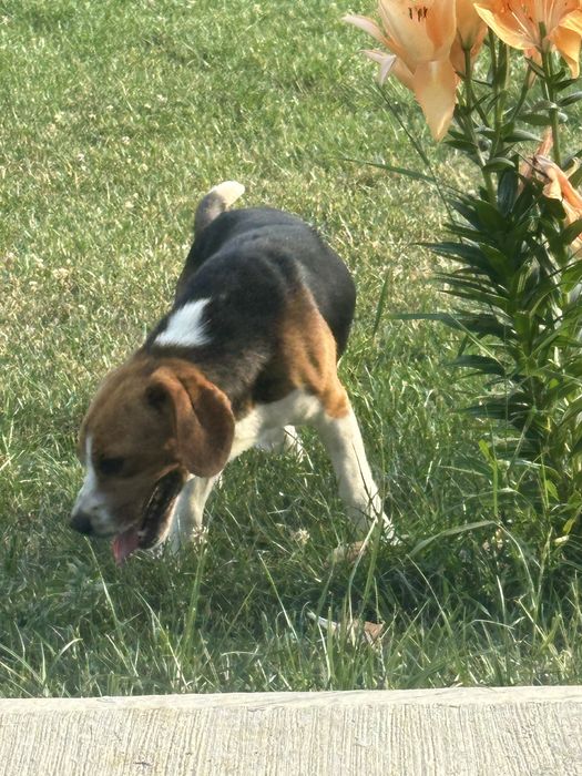 Beagle - 1 An - Jucaus,