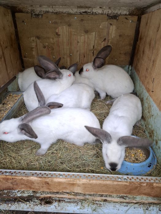 Uriaș de Transilvania