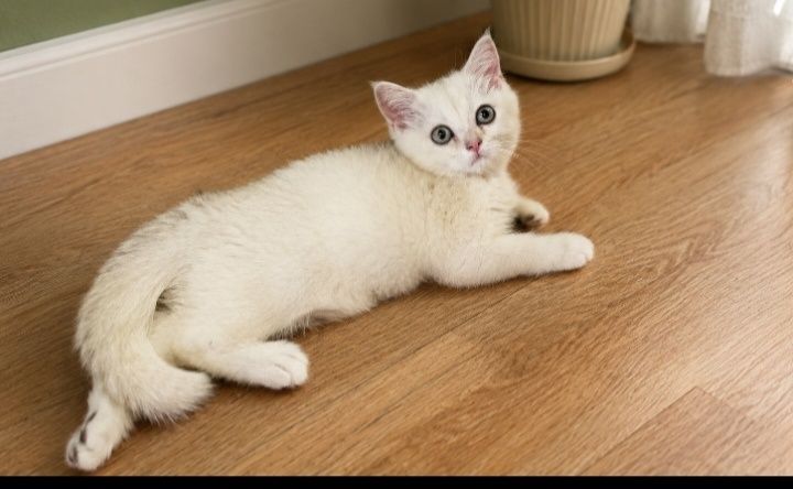 Продаются котята скоттиш страйт