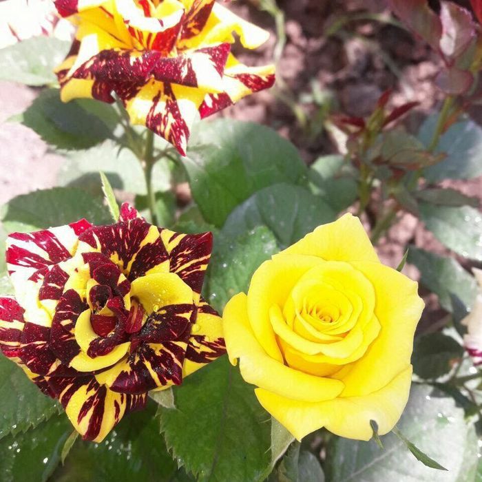 Штампвые роза турли рангларда