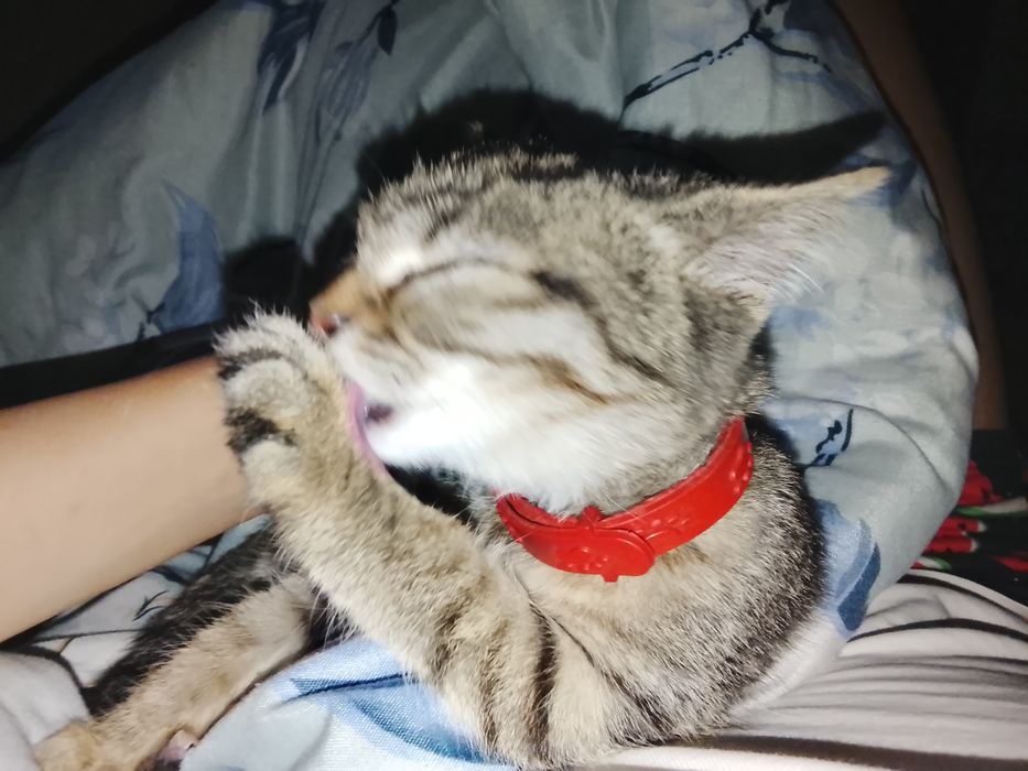НАШЛИ котенка девочка