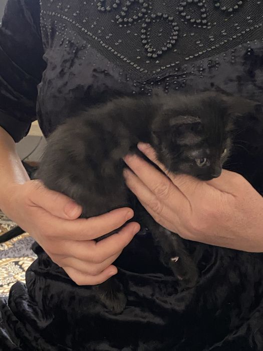 котята даром| бесплатно