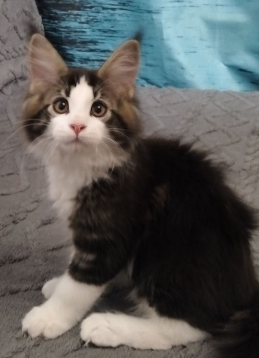 Котята породы Мейнкун!