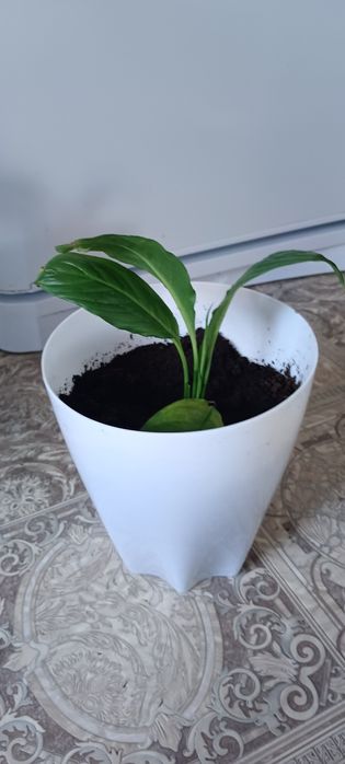 Спатифиллиум ( женское счастье)