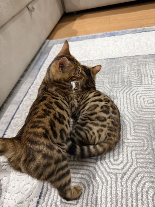 Срочно продается Бенгалский мушукчалар 100% тоза