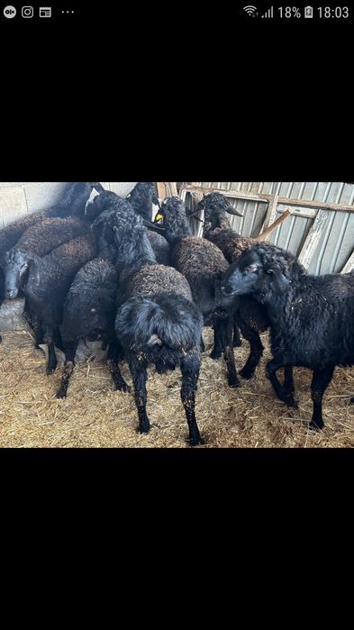 Семыз бордақы қошқарлар сатылады