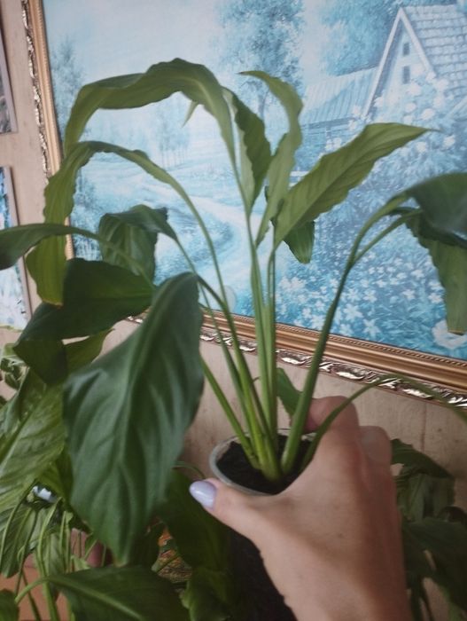 Продам спатифиллумы