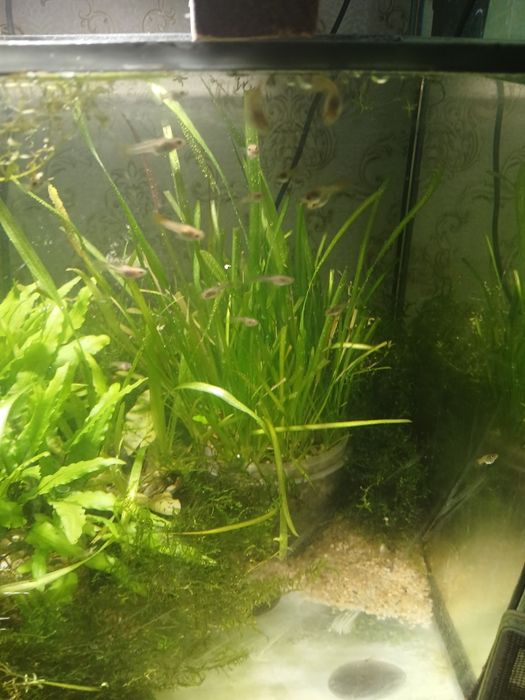 Молодые гуппи, подростки