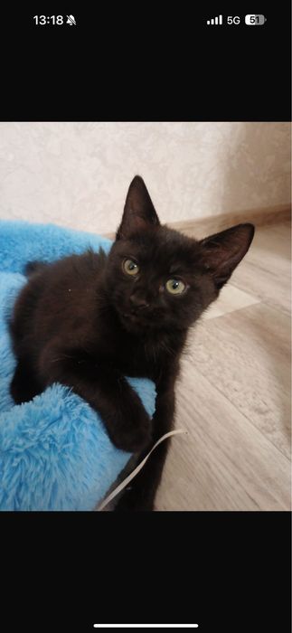 ласковый котенок мальчик