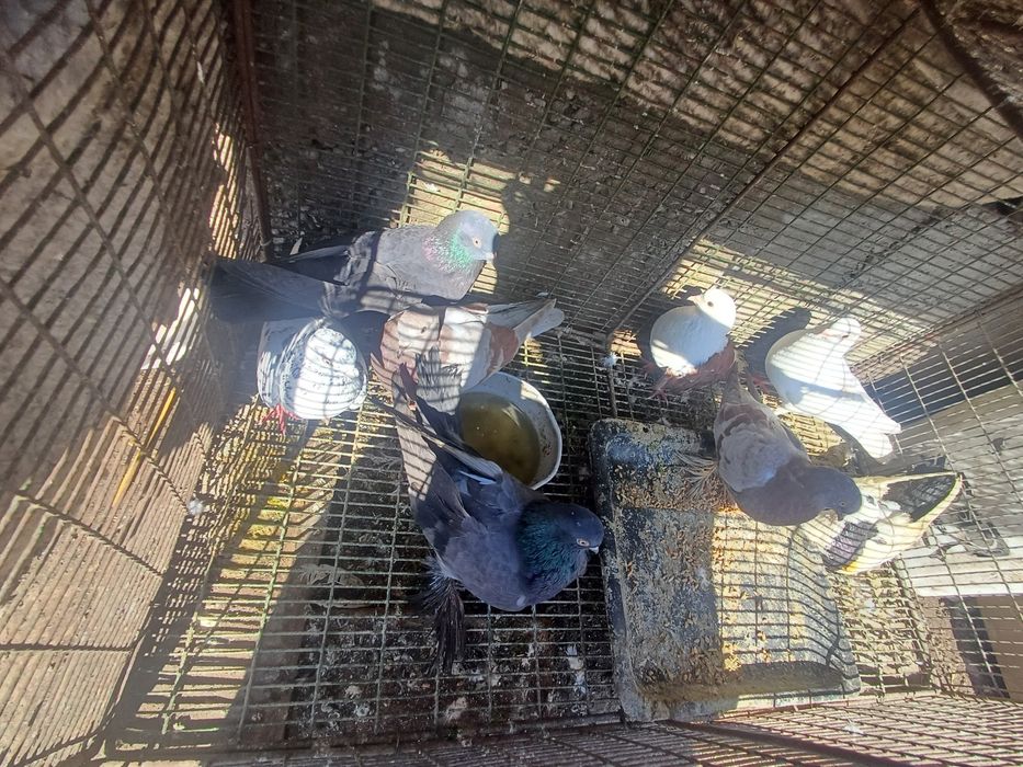 Прадам голоби прадам