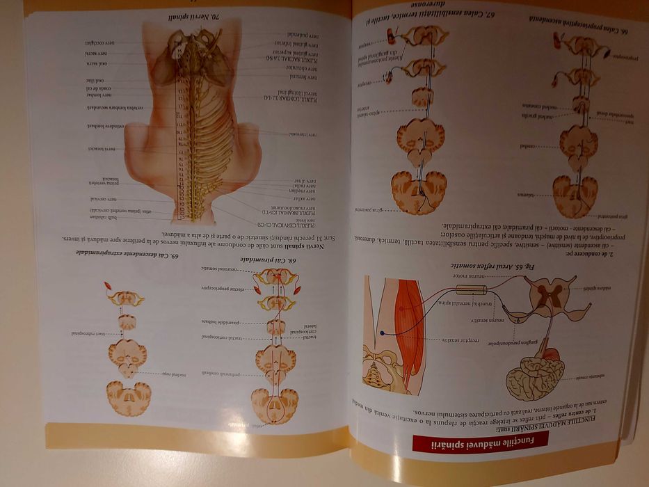Atlas si mape perfecte pentru admiterea la medicina UMFCD