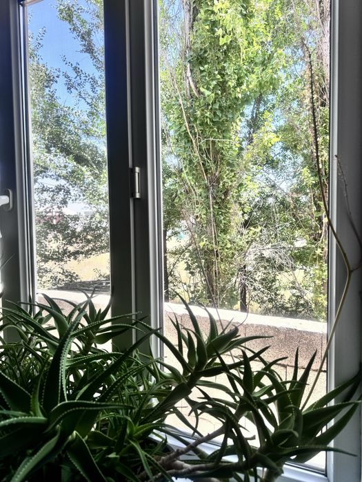 Срочно продается цветок алоэ для лечения!