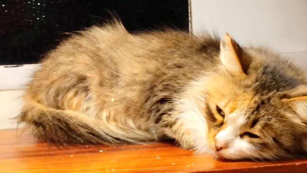 Отдам кошку в добрые руки