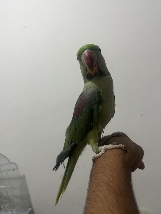 Александрийских попугаев РучноЙ