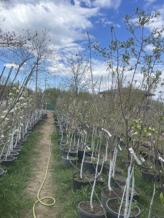 Pomi fructiferi pe rod